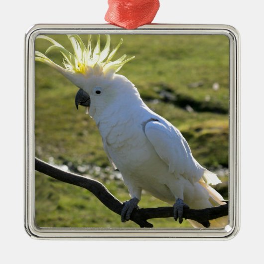 ZwavelCrested Cockatau in Australië Metalen Ornament (Voorkant)