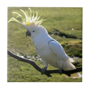 ZwavelCrested Cockatau in Australië Tegeltje
