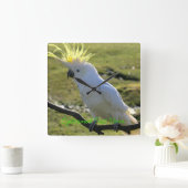 ZwavelCrested Cockatau in Australië Vierkante Klok (Huis)