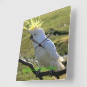 ZwavelCrested Cockatau in Australië Vierkante Klok (Hoek)