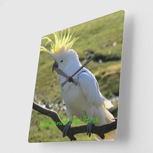 ZwavelCrested Cockatau in Australië Vierkante Klok (Hoek)