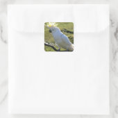 ZwavelCrested Cockatau in Australië Vierkante Sticker (Tas)
