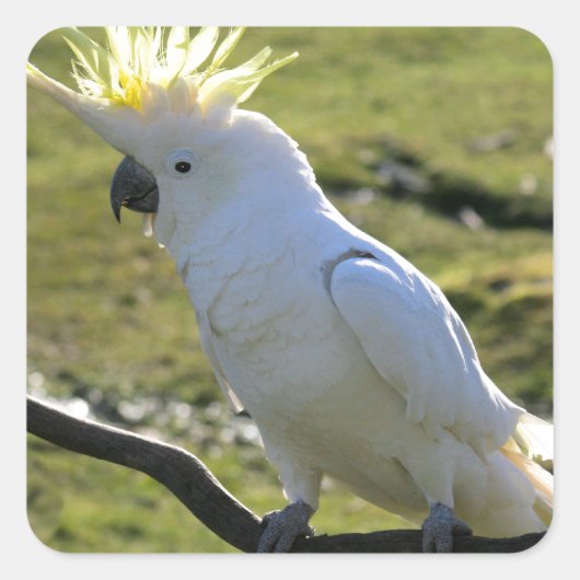 ZwavelCrested Cockatau in Australië Vierkante Sticker (Voorkant)
