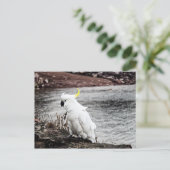 ZwavelCrested Cockato Briefkaart (Staand voorkant)