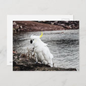 ZwavelCrested Cockato Briefkaart (Voorkant / Achterkant)