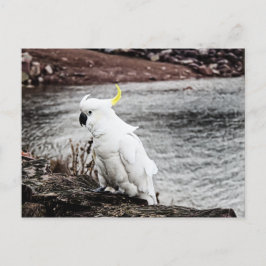 ZwavelCrested Cockato Briefkaart