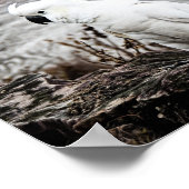 ZwavelCrested Cockato Poster (Hoek)