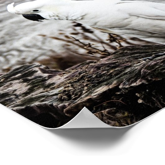 ZwavelCrested Cockato Poster (Hoek)