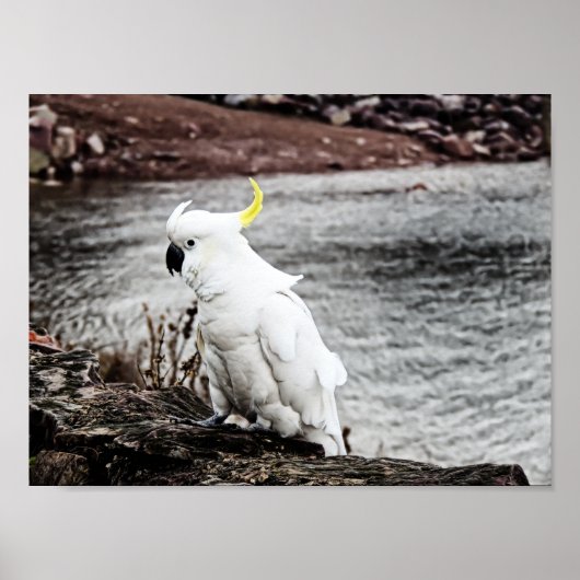 ZwavelCrested Cockato Poster (Voorkant)