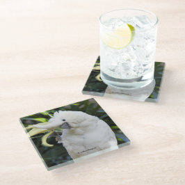 ZwavelCrested Cockatoengolven op de fotograaf Glazen Onderzetter