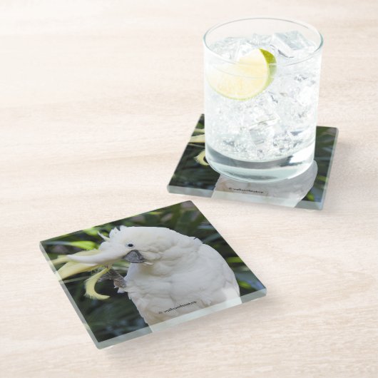 ZwavelCrested Cockatoengolven op de fotograaf Glazen Onderzetter (Schuin)