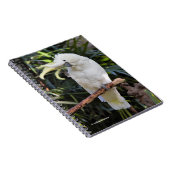 ZwavelCrested Cockatoengolven op de fotograaf Notitieboek (Rechterzijde)