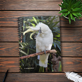 ZwavelCrested Cockatoengolven op de fotograaf Notitieboek