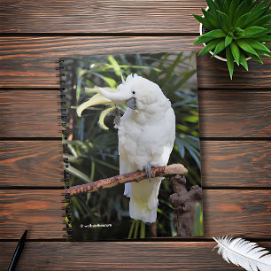 ZwavelCrested Cockatoengolven op de fotograaf Notitieboek