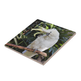 ZwavelCrested Cockatoengolven op de fotograaf Tegeltje