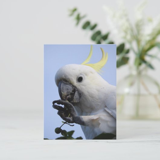 Zwavelkatoenhoudend Briefkaart (Staand voorkant)