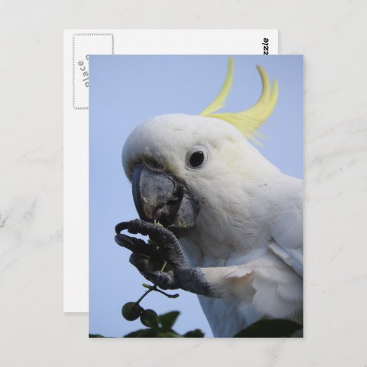 Zwavelkatoenhoudend Briefkaart (Voorkant / Achterkant)