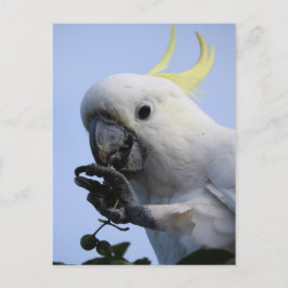 Zwavelkatoenhoudend Briefkaart