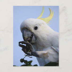 Zwavelkatoenhoudend Briefkaart