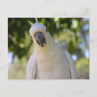 Zwavelkreupelcockatoo Kakadu Briefkaart