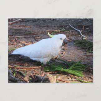 Zwavelkuifkaketoe Australische Wilde Dieren Vogel Briefkaart