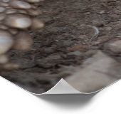 Zwavelschildpad Poster (Hoek)