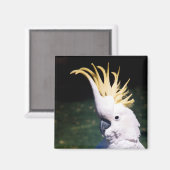 Zwavelwerpkatoenmagneet Magneet (Voorkant / Achterkant)