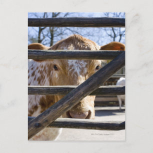 Zweeds bergvee (Skansen) Briefkaart