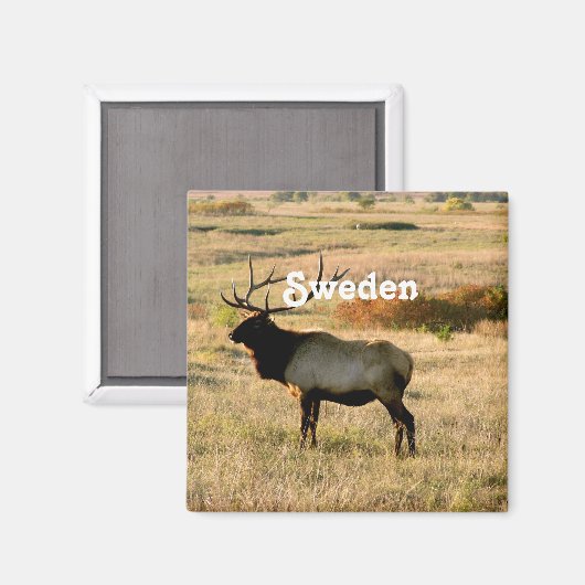 Zweeds Elk Magneet (Voorkant / Achterkant)