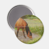 Zweeds paard in een zomerveld magneet (Voorkant / Achterkant)