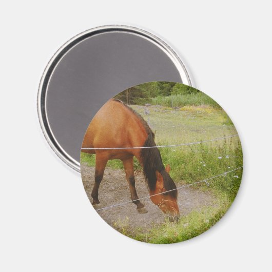 Zweeds paard in een zomerveld magneet (Voorkant / Achterkant)