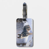 Zweeds Vallhund liet het sneeuwen Kerstmis Bagagelabel (Achterkant verticaal)