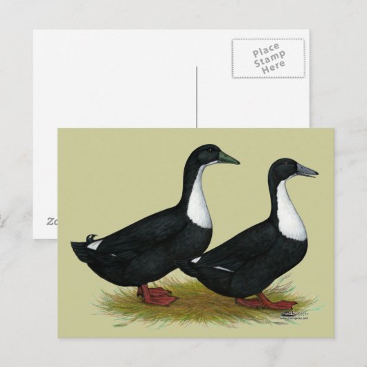 Zweedse eenden Black Briefkaart (Voorkant / Achterkant)