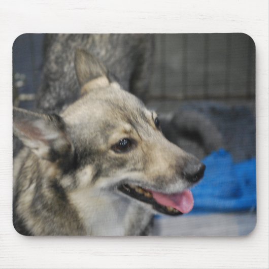 Zweedse Muismat Vallhund (Voorkant)