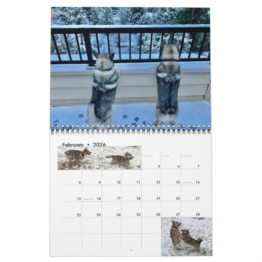 Zweedse Vallhund kalender (Feb 2026)