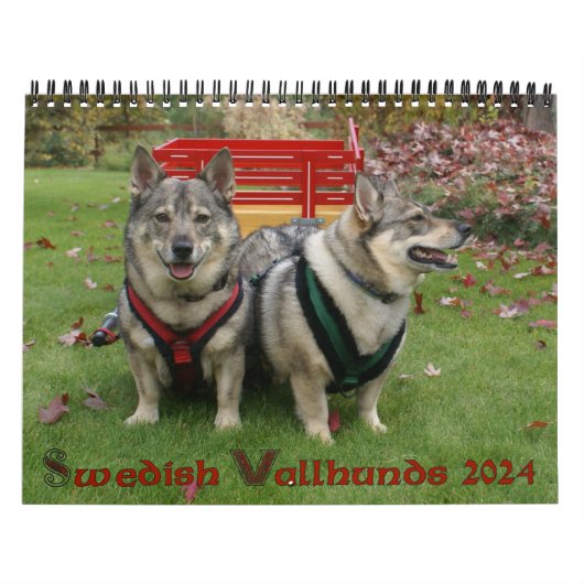 Zweedse Vallhund Kalender 2024* (Hoes)