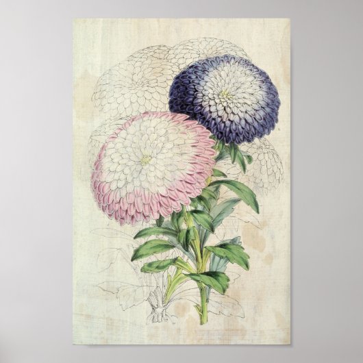 zweefgetouwen met de vloer van Dwarf Chrysanthemu Poster (Voorkant)