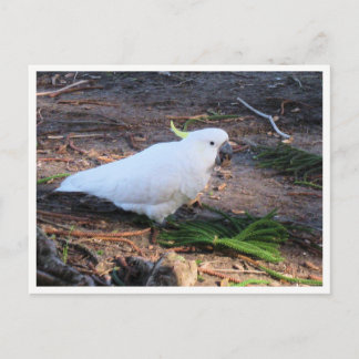 Zweefkraalkaketoe Natuurfotografie Briefkaart