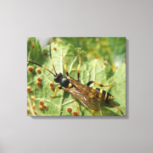 Zweefvlieg Canvasprint Canvas Afdruk (Voorkant)