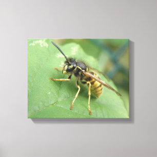 Zweefvlieg Macro Canvas Print