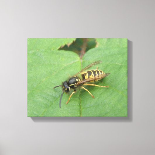 Zweefvlieg op een blad Canvasprint Canvas Afdruk (Voorkant)