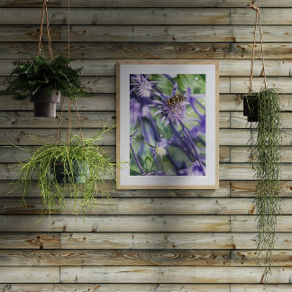 Zweefvlieg op Paarse Eryngium Distelbloem Foto Afdruk