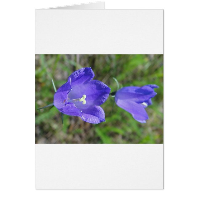 Zwei blaue Glockenblumen (Voorkant)
