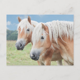 zwei Haflinger Briefkaart
