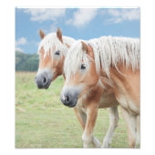 zwei Haflinger Pferde Foto Afdruk (Voorkant)