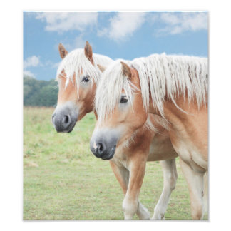 zwei Haflinger Pferde Foto Afdruk