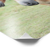 zwei Haflinger Pferde Foto Afdruk (Hoek)