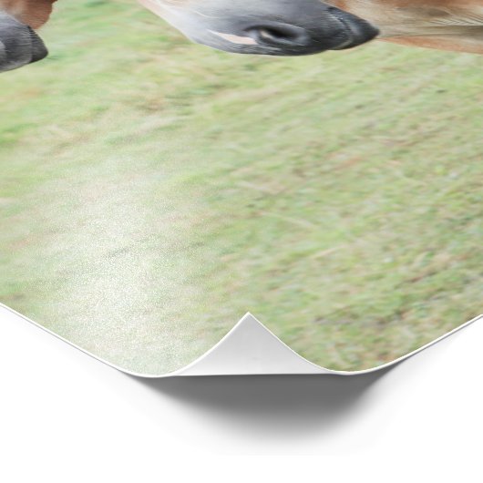 zwei Haflinger Pferde Foto Afdruk (Hoek)