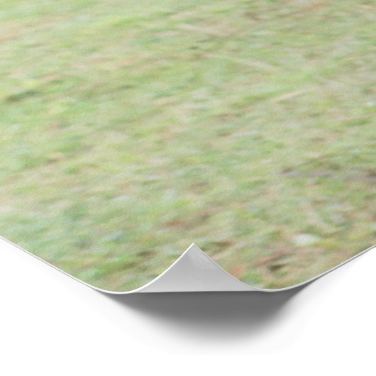 zwei Haflinger Poster (Hoek)