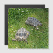 Zwei Schildkröten in grünem Gras (Voorkant / Achterkant)